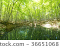  美麗的森林 36651068