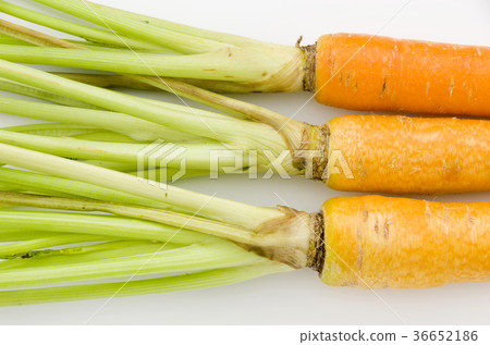 島胡蘿蔔 36652186