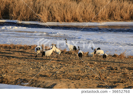 Cedar crane 36652768