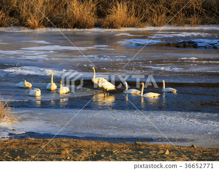 Cedar crane Cedar crane 36652771