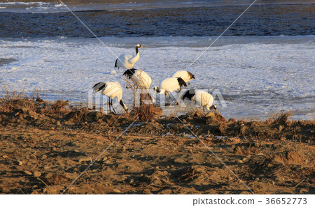 Cedar crane Cedar crane 36652773
