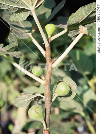 Figs on the branch Figs on the branch 36653747