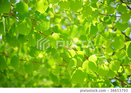 假髮3年輕葉子 假髮3年輕葉子 36653793