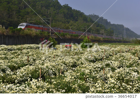 亞洲,台灣,苗栗縣,銅鑼鄉,杭菊,菊花,花,花田,鐵道,鐵路 36654017