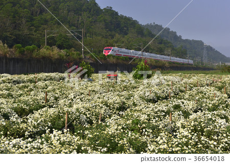 亞洲,台灣,苗栗縣,銅鑼鄉,杭菊,菊花,花,花田,鐵道,鐵路 亞洲,台灣,苗栗縣,銅鑼鄉,杭菊,菊花,花,花田,鐵道,鐵路 36654018