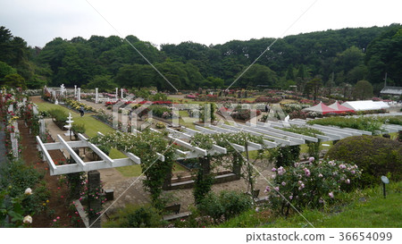 川崎生田綠地玫瑰玫瑰玫瑰園 36654099