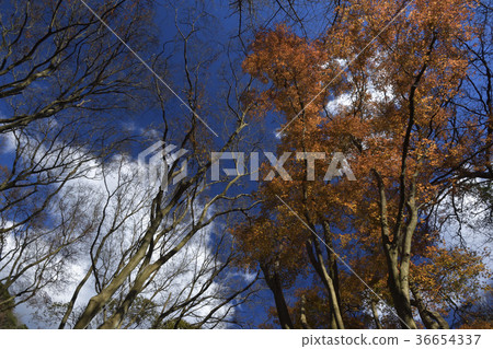 Kamakura Momijidani, the 2017 Lion Dance Valley 36654337