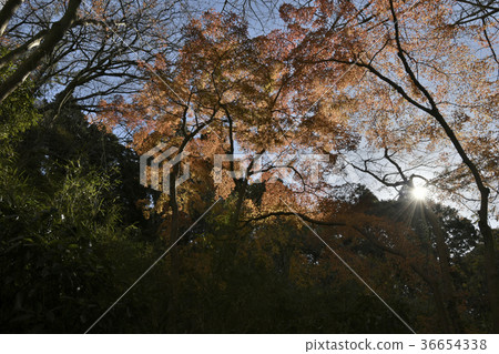 Kamakura Momijidani, the 2017 Lion Dance Valley 36654338