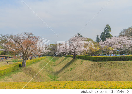 Scene of corner out of Sakura Castle ruins of spring 36654630