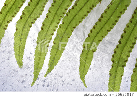 葉子,蕨類,冰,冷凍,結晶體,水,活潑,優雅,綠色,養分,視覺 36655017