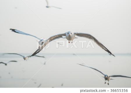 eagulls flying over the Sea 36655356