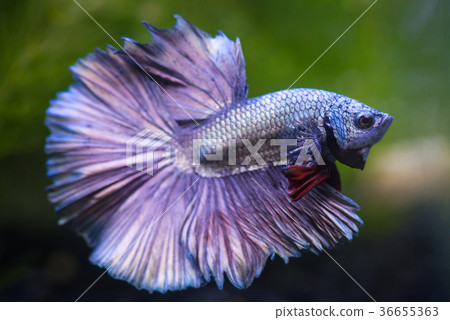 metallic betta fish, siamese fighting fish 36655363