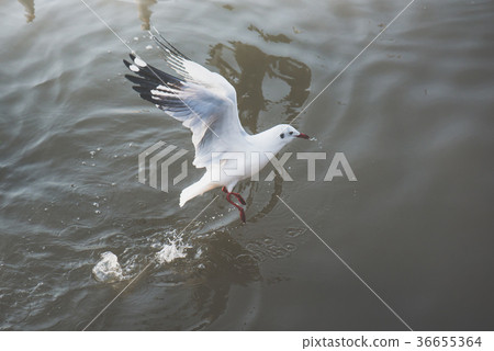 eagulls flying over the Sea eagulls flying over the Sea 36655364