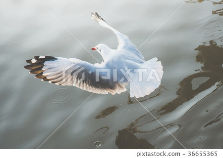 eagulls flying over the Sea eagulls flying over the Sea 36655365