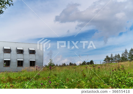 Yashima Wetland Aki 36655418