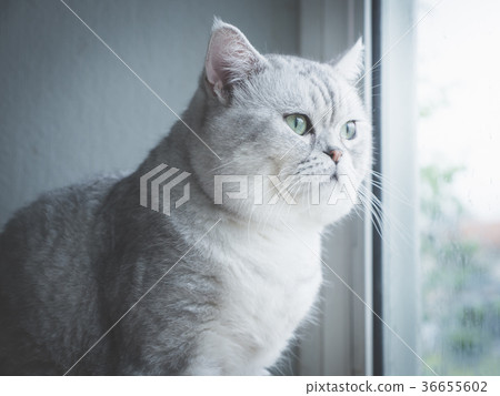 Cute short hair cat lying on old wood shelf Cute short hair cat lying on old wood shelf 36655602