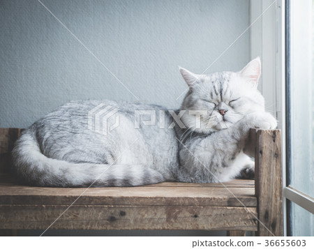 Cute short hair cat lying on old wood shelf Cute short hair cat lying on old wood shelf 36655603