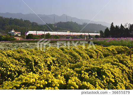 Asia, Taiwan, Miaoli County, Tonglu Township, Hangju, Chrysanthemum, Flower, Flower Field, Railway, Railway, Train, Fresh, Natural 36655879
