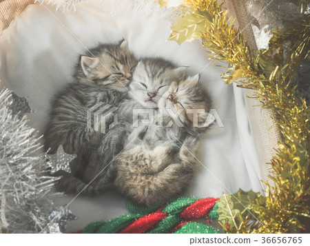 Cute tabby kittens sleeping and hugging Cute tabby kittens sleeping and hugging 36656765