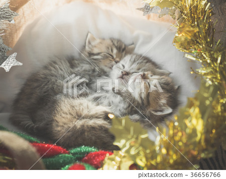 Cute tabby kittens sleeping and hugging Cute tabby kittens sleeping and hugging 36656766
