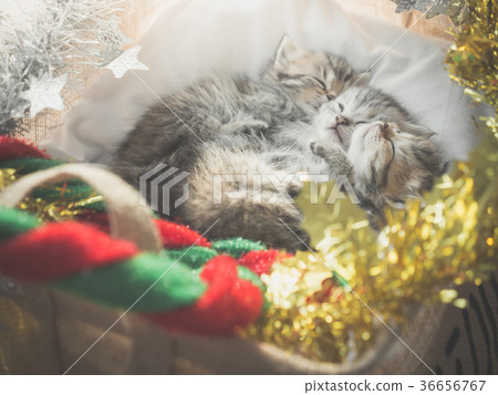 Cute tabby kittens sleeping and hugging Cute tabby kittens sleeping and hugging 36656767
