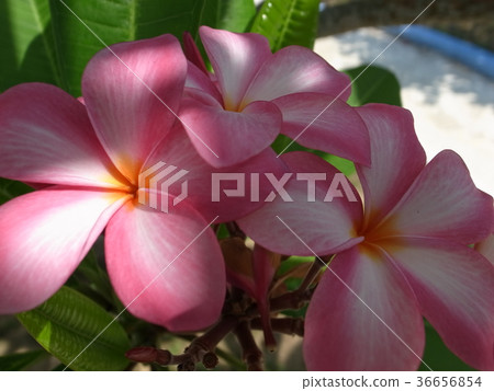 Plumeria Plumeria 36656854