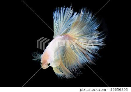 Pearl betta fish, siamese fighting fish  36656895