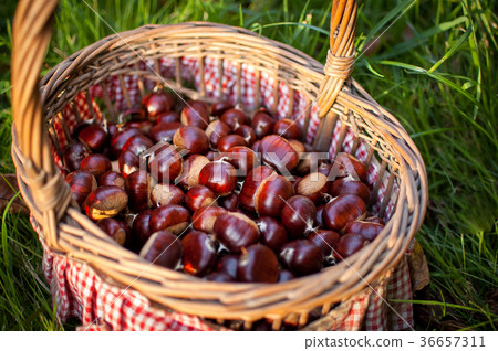 Chestnuts in the basket on the garden. Chestnuts in the basket on the garden. 36657311