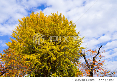 Big yellow ginkgo tree and sunny sky Dead tree of cherry blossoms on both sides b Big yellow ginkgo tree and sunny sky Dead tree of cherry blossoms on both sides b 36657368