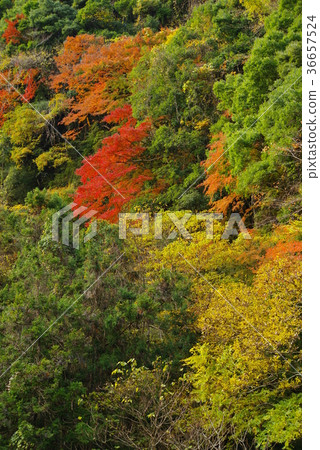 Autumn leaves of Lake Kameyama, Kimitsu City, Chiba Prefecture Autumn leaves of Lake Kameyama, Kimitsu City, Chiba Prefecture 36657524