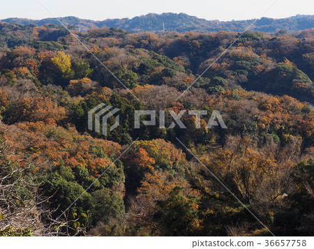 Autumn leaves 36657758