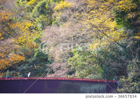 在千葉縣富津市的Takeoka 12 Tenten神社入口處的秋葉 36657834