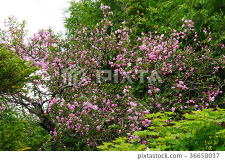 美麗的Hana Kaido著色春天 36658037