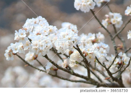 Beautiful Cherry blossom , white sakura flower 36658730