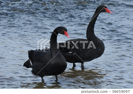 A black bird 36659097