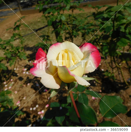 Rose Double Delight 36659099