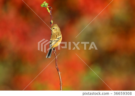 紅貝尼生魚片女 紅貝尼生魚片女 36659308