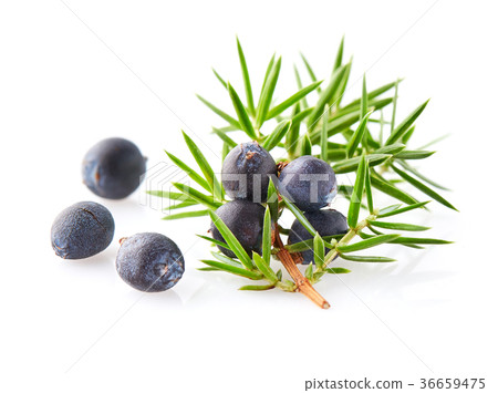 Juniper berry on a white background Juniper berry on a white background 36659475