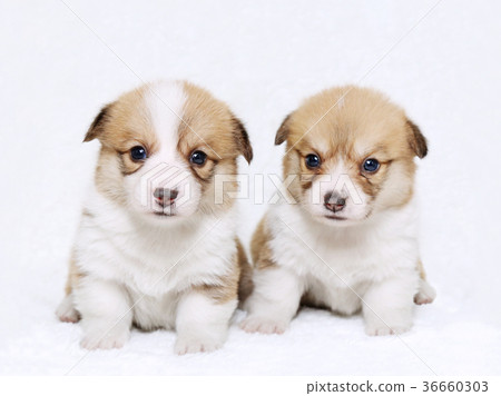 柯基犬小狗兄弟和妹妹 照片素材 圖片 圖庫