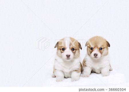柯基犬小狗兄弟和妹妹 柯基犬小狗兄弟和妹妹 36660304