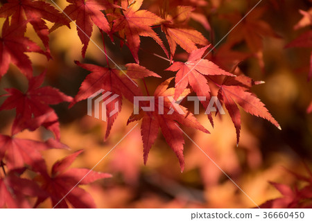 Close-up and bright light of autumnal maple Close-up and bright light of autumnal maple 36660450