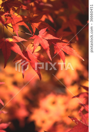Close-up and bright light of autumnal maple 36660451