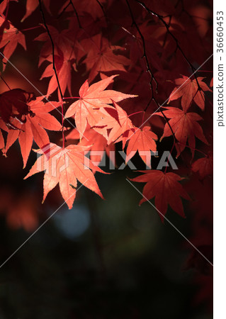 Close-up and bright light of autumnal maple 36660453