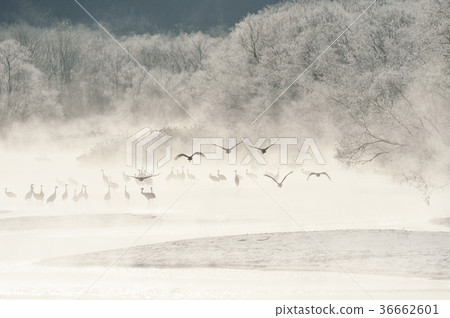 Tancho（北海道·Tsurui）從被冰包圍的棲息處飛行 36662601