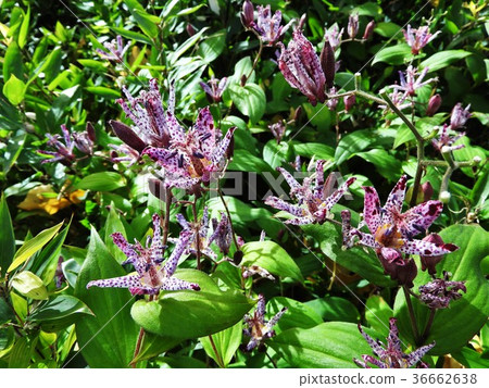 Hototogisu是日本獨有的花 開花期長 照片素材 圖片 圖庫