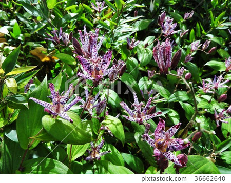 Hototogisu是日本獨有的花 開花期長 照片素材 圖片 圖庫