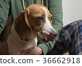 Young beagle sitting with owner and lickens. 36662918