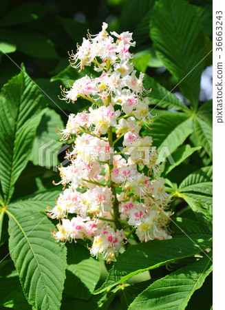 Horse-chestnut (Aesculus hippocastanum) Horse-chestnut (Aesculus hippocastanum) 36663243