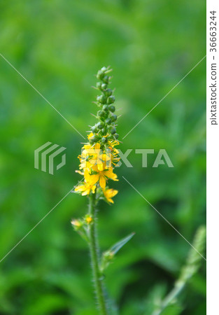 Common agrimony (Agrimonia eupatoria) Common agrimony (Agrimonia eupatoria) 36663244