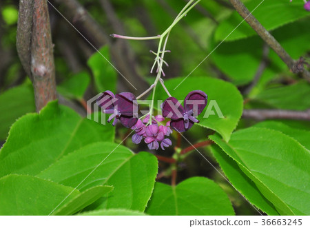 Five-leaf akebia (Akebia quinata) Five-leaf akebia (Akebia quinata) 36663245